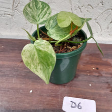 Load image into Gallery viewer, #D6 Variegated Philodendron Heart Leaf