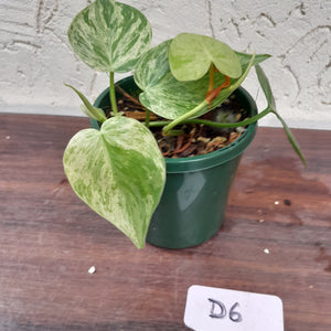 #D6 Variegated Philodendron Heart Leaf