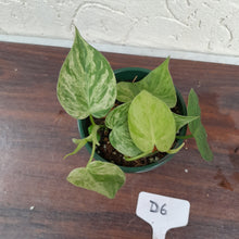 Load image into Gallery viewer, #D6 Variegated Philodendron Heart Leaf
