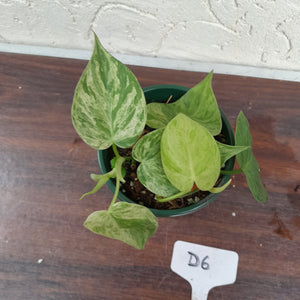 #D6 Variegated Philodendron Heart Leaf