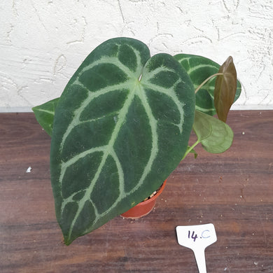 #14C Anthurium Complex