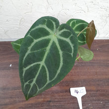 Load image into Gallery viewer, #14C Anthurium Complex