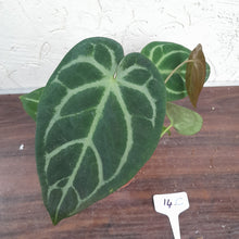 Load image into Gallery viewer, #14C Anthurium Complex