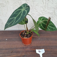 Load image into Gallery viewer, #14C Anthurium Complex
