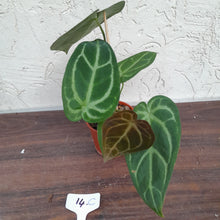 Load image into Gallery viewer, #14C Anthurium Complex