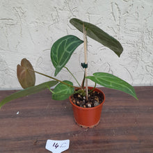 Load image into Gallery viewer, #14C Anthurium Complex