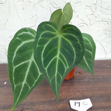 Load image into Gallery viewer, #17C Anthurium Complex