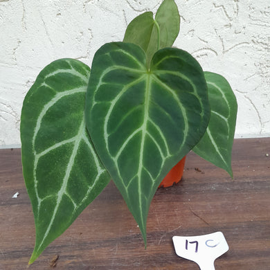 #17C Anthurium Complex