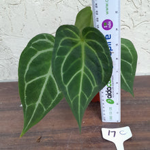Load image into Gallery viewer, #17C Anthurium Complex