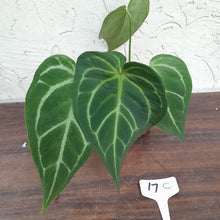 Load image into Gallery viewer, #17C Anthurium Complex
