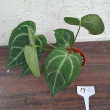 Load image into Gallery viewer, #17C Anthurium Complex