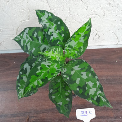 #33C Non TC Aglaonema Pictum Tricolor