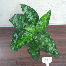 Load image into Gallery viewer, #33C Non TC Aglaonema Pictum Tricolor