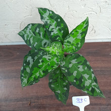 Load image into Gallery viewer, #33C Non TC Aglaonema Pictum Tricolor