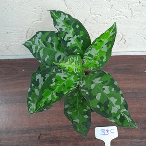 #33C Non TC Aglaonema Pictum Tricolor