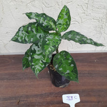 Load image into Gallery viewer, #33C Non TC Aglaonema Pictum Tricolor