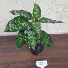 Load image into Gallery viewer, #33C Non TC Aglaonema Pictum Tricolor