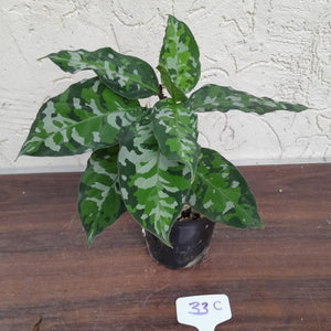 #33C Non TC Aglaonema Pictum Tricolor