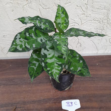 Load image into Gallery viewer, #33C Non TC Aglaonema Pictum Tricolor