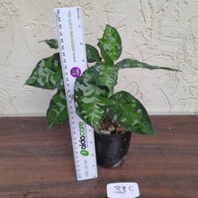 Load image into Gallery viewer, #33C Non TC Aglaonema Pictum Tricolor