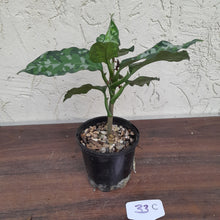 Load image into Gallery viewer, #33C Non TC Aglaonema Pictum Tricolor