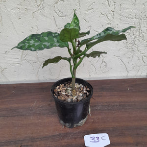 #33C Non TC Aglaonema Pictum Tricolor