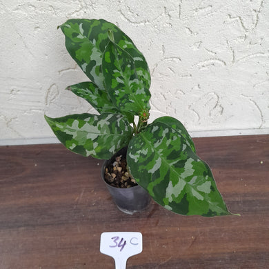 #34C Non TC Aglaonema Pictum Tricolor