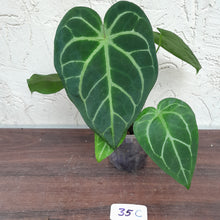 Load image into Gallery viewer, #35C Anthurium Complex