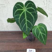 Load image into Gallery viewer, #35C Anthurium Complex
