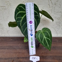 Load image into Gallery viewer, #35C Anthurium Complex
