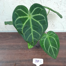 Load image into Gallery viewer, #35C Anthurium Complex