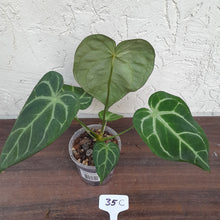 Load image into Gallery viewer, #35C Anthurium Complex
