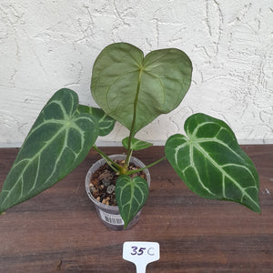 #35C Anthurium Complex