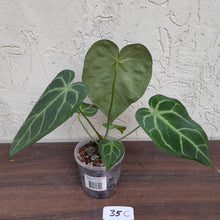 Load image into Gallery viewer, #35C Anthurium Complex