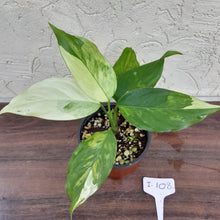Load image into Gallery viewer, #i108 Aglaonema Modestum Variegatum
