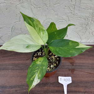 #i108 Aglaonema Modestum Variegatum