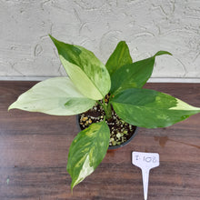 Load image into Gallery viewer, #i108 Aglaonema Modestum Variegatum