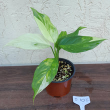 Load image into Gallery viewer, #i108 Aglaonema Modestum Variegatum