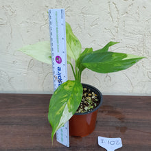 Load image into Gallery viewer, #i108 Aglaonema Modestum Variegatum