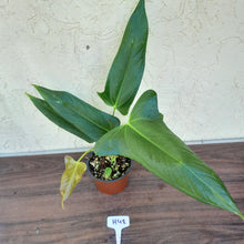 Load image into Gallery viewer, #H48 Anthurium Truncicola x Dark Night