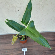 Load image into Gallery viewer, #H48 Anthurium Truncicola x Dark Night