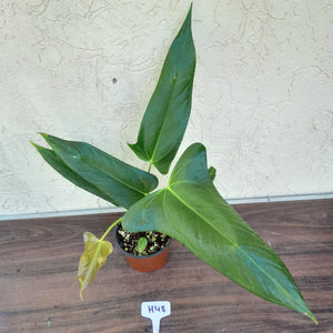 #H48 Anthurium Truncicola x Dark Night