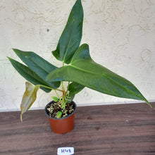 Load image into Gallery viewer, #H48 Anthurium Truncicola x Dark Night