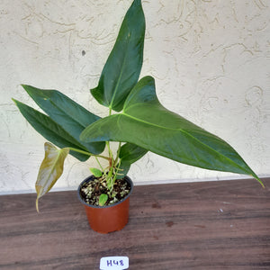 #H48 Anthurium Truncicola x Dark Night