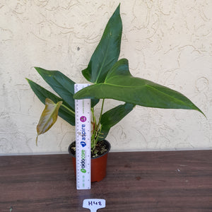#H48 Anthurium Truncicola x Dark Night