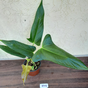 #H48 Anthurium Truncicola x Dark Night