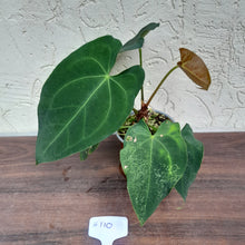 Load image into Gallery viewer, #H110 Anthurium Dark Night x