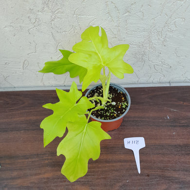 #H118 Philodendron Warscewiczii Flavum - Aurea