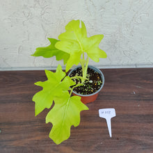 Load image into Gallery viewer, #H118 Philodendron Warscewiczii Flavum - Aurea