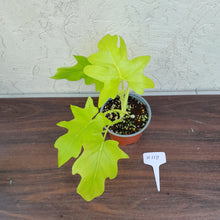 Load image into Gallery viewer, #H118 Philodendron Warscewiczii Flavum - Aurea